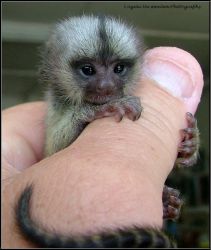 ♥Well Trained Pygmy Marmoset Monkeys for Sale ,these babies are Lovely