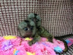 Affectionate Common Marmoset Babies(xxx) xxx-xxx3
