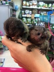 Clever Finger Marmosets Monkeys For Re-homing Text at.(xxx) xxx-xxx6