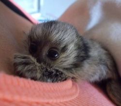 cute petite pygmy marmoset babies on rehoming!! Text at.(xxx) xxx-xxx6
