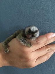 kidly pygmy marmoset babies 4 adoption. text (xxx) xxx-xxx6