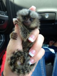 Healthy Marmoset monkeys for Adoption to LOVING&CARING family's