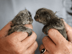 Beautiful tiny baby marmosets ready text (xxx) xxxxxx8
