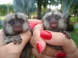 lovable pair of finger marmoset monkeys for xmas gifts