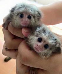 Adorable Pair of baby marmoset monkeys for adoption