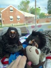 Marmoset Monkeys for Rehoming..