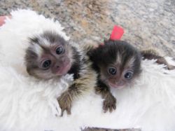 Babies marmoset monkeys up for sale