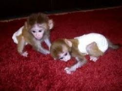 Marmoset monkeys
