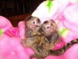 Finger pygmy marmoset monkeys TEXT xxxxxxxxxx