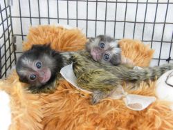 Cute Baby Marmoset Monkeys for adoption