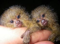 Adorable Baby Marmoset Monkeys For Adoption