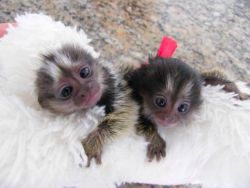 Adopt baby marmoset monkeys now ...... (xxx) xxx-xxx2