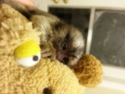 BABY MARMOSETS AVAILABLE