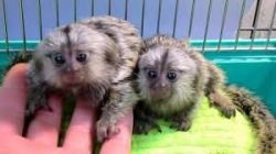 Charming Pygmy Marmoset Baby's 4 Adoption!!sms/call(xxx) xxxxxx5