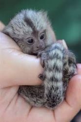 Two Cute Finger Marmoset Monkeys for Re-homing