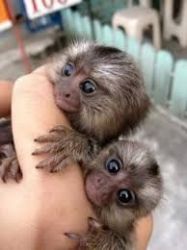 Gorgeous Pygmy Marmoset Baby Monkey's 4 Adoption!!