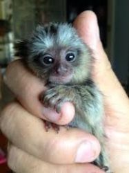 finger hand seized pygmy marmoset monkey baby's 4 adoption