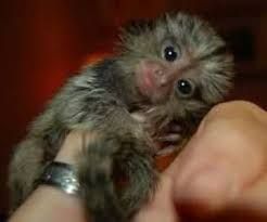 Affectionate Pygmy Marmoset Monkey Baby's 4 Adoption!!