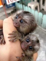 Male and Female Marmoset monkeys available now