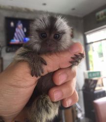 Two Awesome Finger Marmosets Available