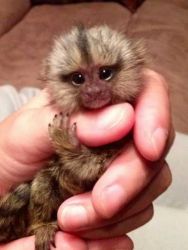 Awesome Finger Marmosets Available