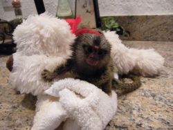 Sweet Marmoset Monkeys For Adoption