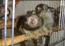 Female Marmoset Monkey for sale text (xxx) xxx-xxx9