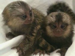 Affectionate Pair of Marmoset monkeys for Adoption