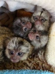 Baby and Adult Marmoset monkeys for sale