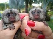 Marmoset monkeys for sale