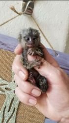 Baby Marmoset Monkeys for sale