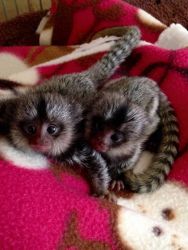 !!Gorgeous marmoset monkey available for any caring and loving family