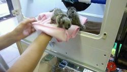 Finger Marmoset babies ready for new homes