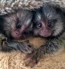Amazing /female and male marmoset monkeys for sale xxxxxxxxxxx