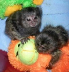 We 408 have two Finger Marmoset Monkeys male and female for sale