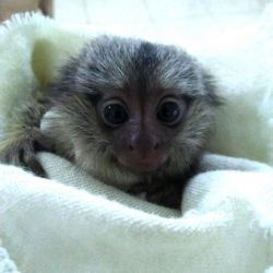 sweet marmoset monkeys for new homes