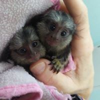 We have several baby marmosets and capuchin available