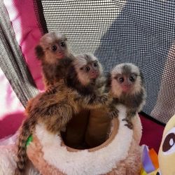Gorgeous marmoset monkay available for any caring and loving family.