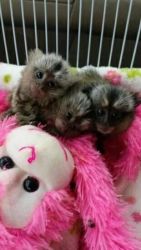 Cute, Healthy Marmoset Monkeys