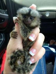 Charming Marmoset Monkey for Adoption
