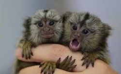 Charming Marmoset Monkeys for Adoption