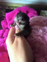 Super cute baby marmoset monkeys for adoption