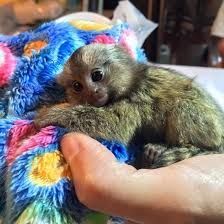 Affectionate marmoset monkey for sale