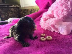 Lovely Baby MARMOSET Monkeys For Free Adoption