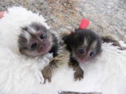 Adorable marmoset monkey available vfv