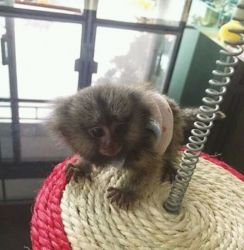 Affectionate baby marmoset monkeys for adoption