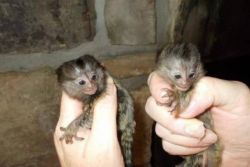 Cute and well tamed baby marmoset monkeys available ASAP