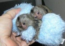 Cute and wel trained baby marmoset monkeys available ASAP