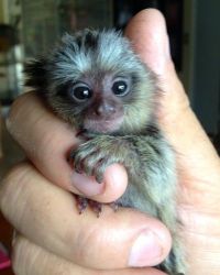 super cute baby Marmoset monkeys for sale