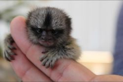 Marmosets monkeys available male and female